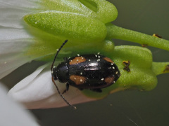 Phyllotreta tetrastigma