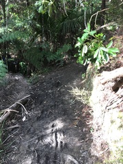 Pseudopanax arboreus