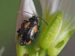 Phyllotreta tetrastigma