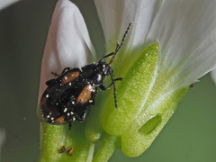 Phyllotreta tetrastigma