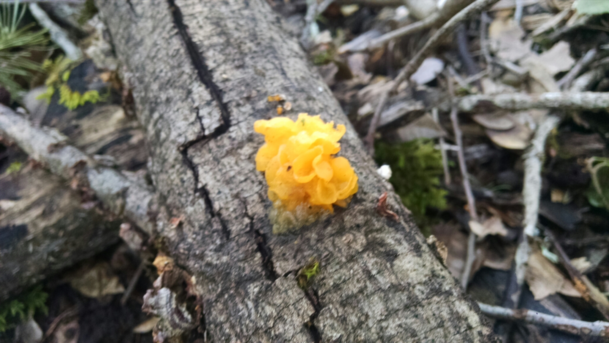 Tremella aurantia image