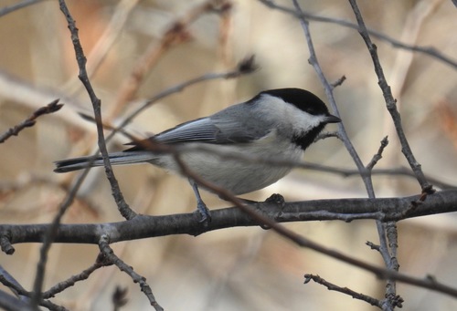 Carolina Chickadee photographed in Missouri
