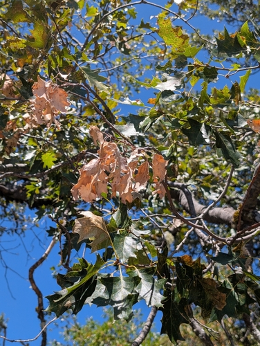 Erysiphe occidentalis