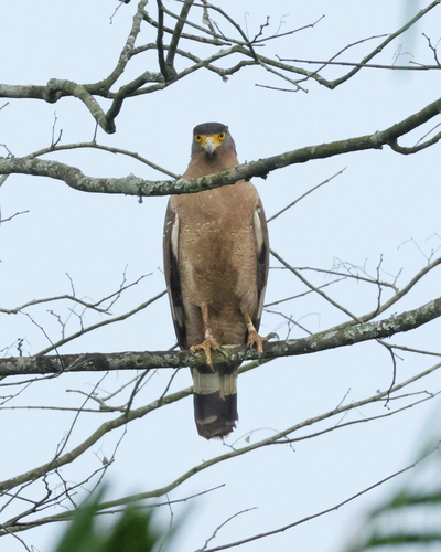 Crested Serpent-Eagle