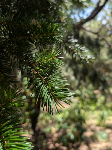 Douglas-fir