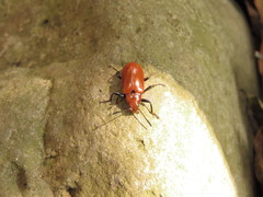 Strongylium hoepfneri