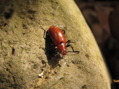 Strongylium hoepfneri