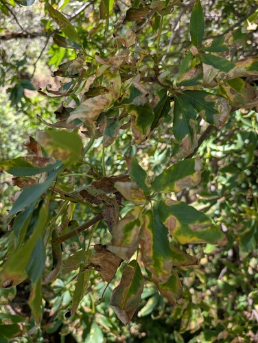 Aesculus leaf blotch