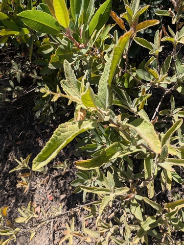California Pitcher Sage