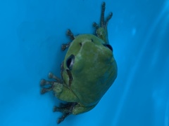 Hyla sarda