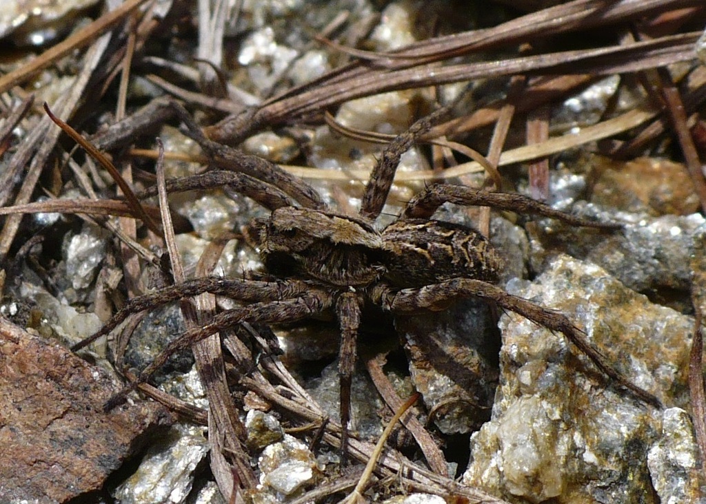 Alopecosa farinosa