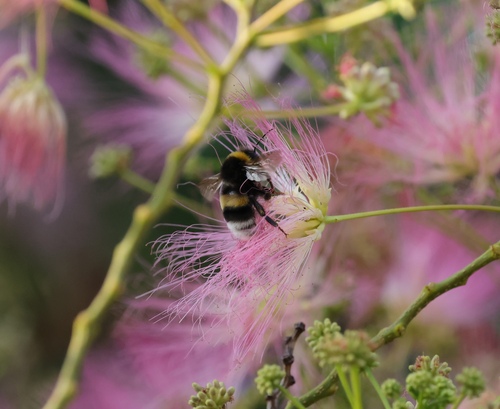 Buff-tailed Bumble Bee