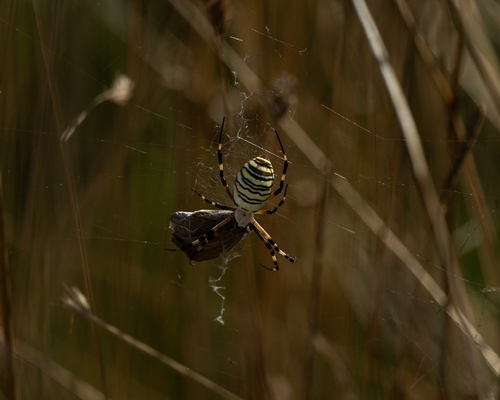Wasp Spider