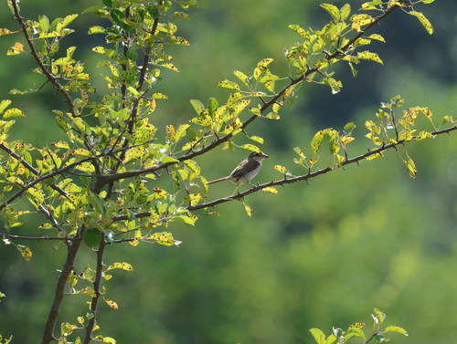 Red-backed Shrike