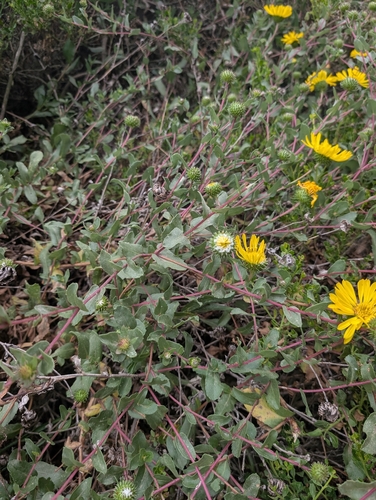 Oregon Gumplant