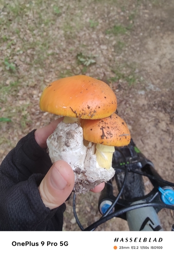 Caesar's mushroom