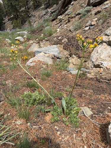 Senecio integerrimus, 2026-07-15