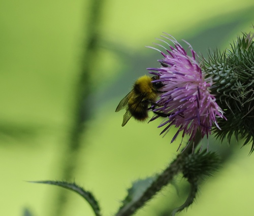 Early Bumble Bee
