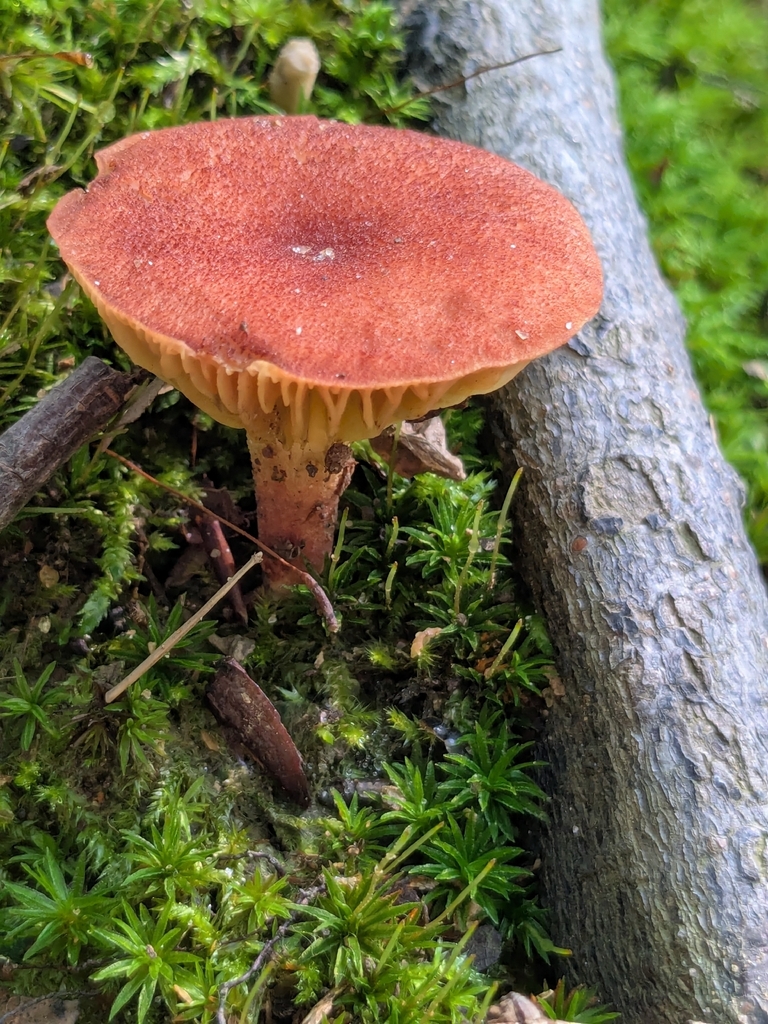 Golden Gilled Bolete · July 2026 · photo: Photo: (c) Hannah Jones, some rights reserved (CC BY) · iNaturalist