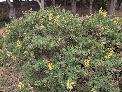 coastal bush lupine