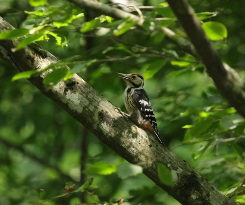 White-backed Woodpecker