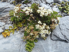 Gingidia decipiens
