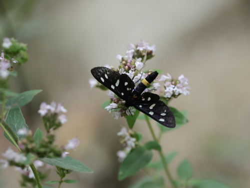 Nine-spotted Moth
