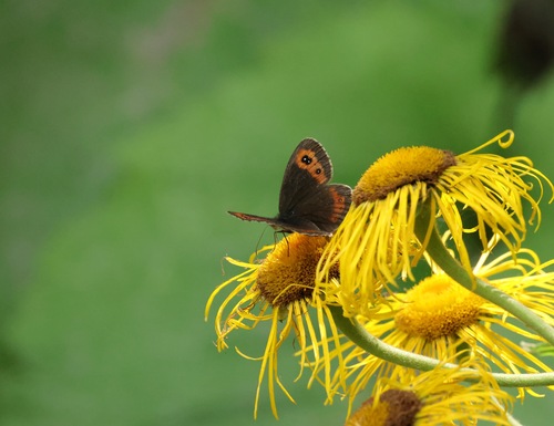 Scotch Argus