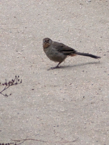 California Towhee