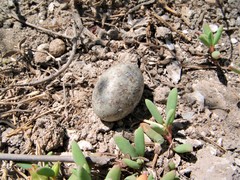 Chordeiles acutipennis