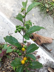 Solanum diphyllum