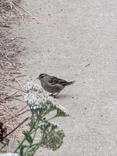White-crowned Sparrow