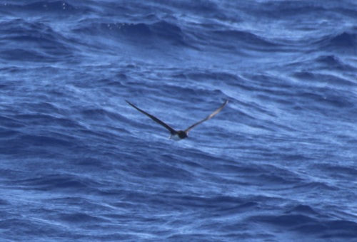 Tahiti Petrel (Pseudobulweria rostrata), photo 3
