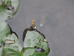 Agriocnemis femina oryzae