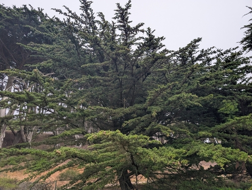 Monterey Cypress