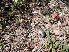 Chordeiles acutipennis