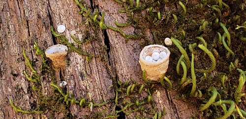 Crucibulum laeve — (c) Jennifer Harris, some rights reserved (CC BY)