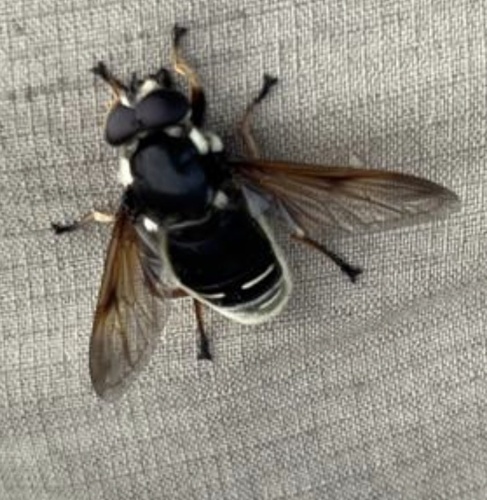 Narrow-banded Pond Fly