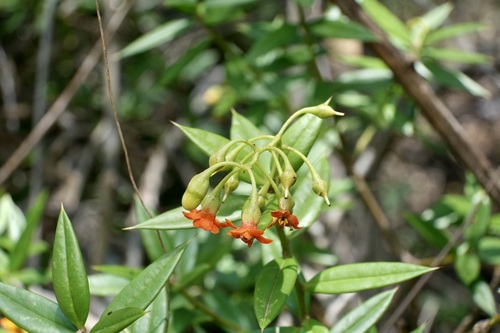 Bonellia macrocarpa