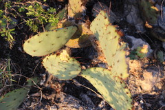 Opuntia dulcis