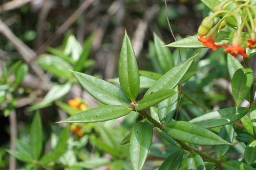 Bonellia macrocarpa, photograph 2