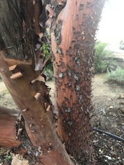 Arbutus × andrachnoides