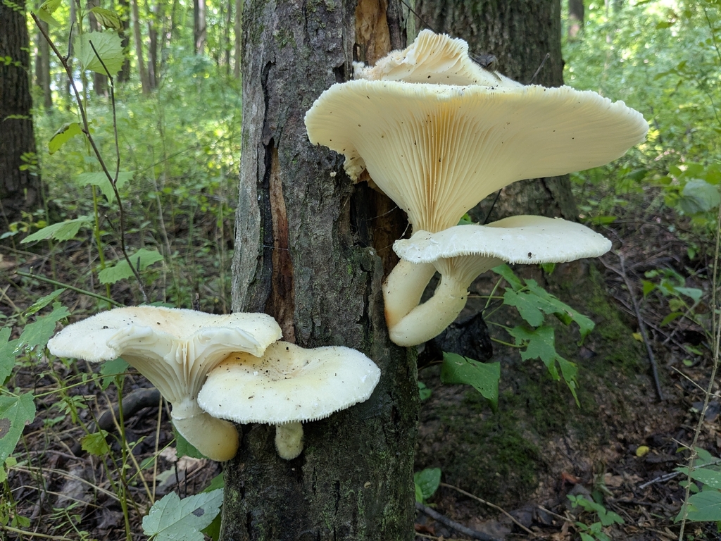 Lynx Paw Oyster · July 2026 · photo: Photo: (c) Hannah Jones, some rights reserved (CC BY) · iNaturalist