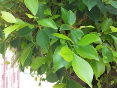 Ficus benjamina