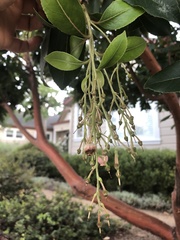 Arbutus × andrachnoides
