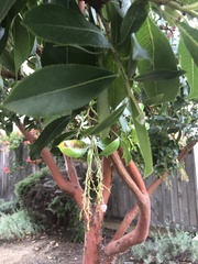 Arbutus × andrachnoides