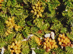 Anisotome imbricata prostrata