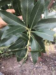 Arbutus × andrachnoides