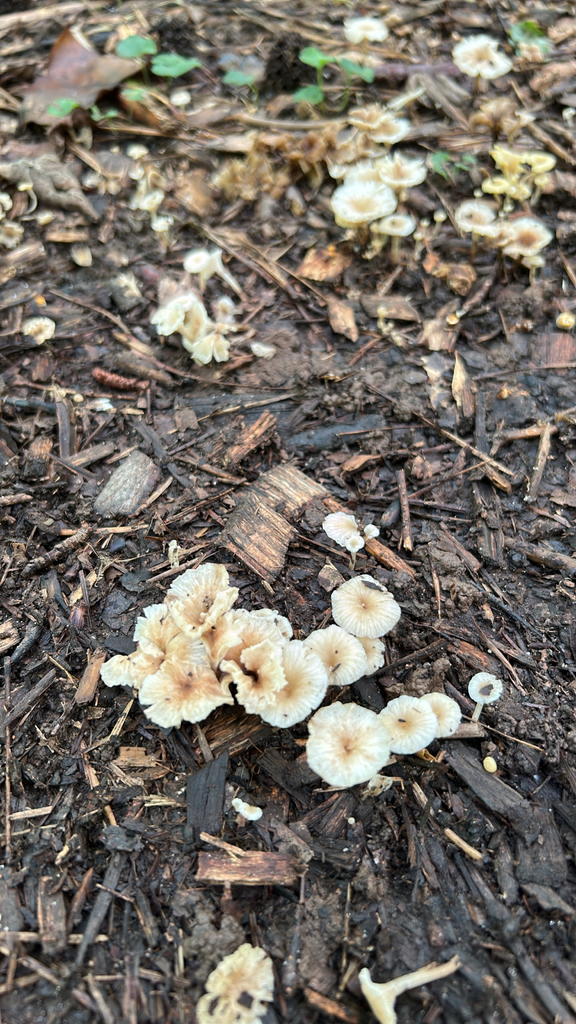 golden-gilled gerronema · July 2026 · photo: Photo: (c) caher001, some rights reserved (CC BY) · iNaturalist