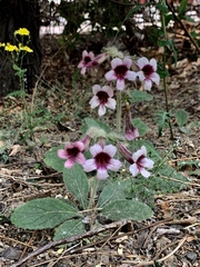 Rehmannia glutinosa